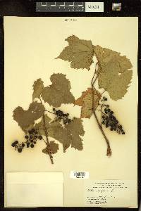 Vitis vulpina image