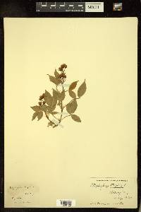 Staphylea trifolia image