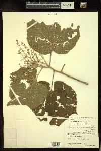 Heliocarpus terebinthinaceus image