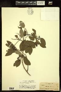 Berchemia scandens image