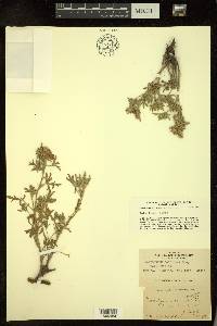 Sphaeralcea coccinea subsp. coccinea image
