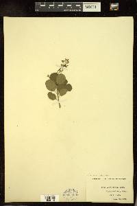 Cotinus cotinoides image