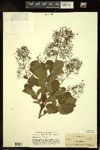 Cotinus cotinoides image