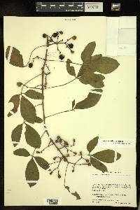 Cissus cucurbitina image