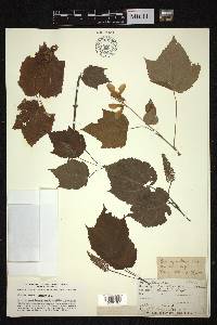 Acer spicatum image