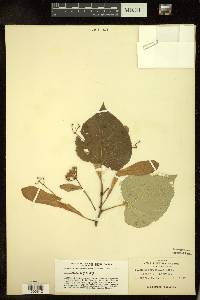 Tilia heterophylla image