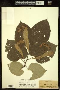 Tilia heterophylla image