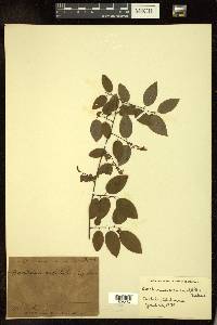 Berchemia scandens image