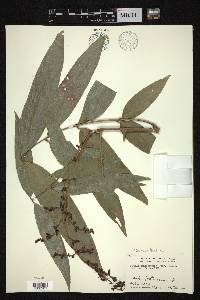 Lepisanthes senegalensis image