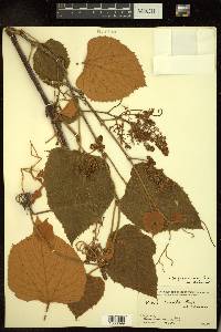 Vitis jacquemontii image