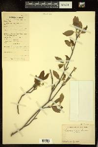 Euonymus grandiflorus image