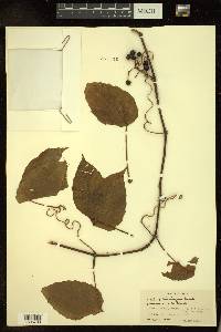 Parthenocissus semicordata image