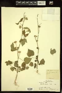 Hibiscus lobatus image