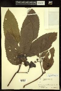 Leea asiatica image