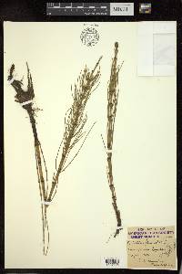 Equisetum fluviatile image