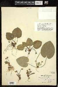 Viola rotundifolia image