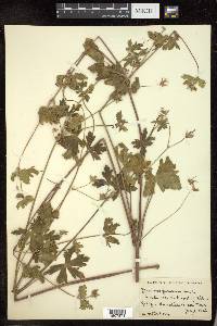 Geranium furcatum image