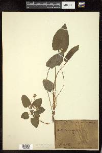 Viola primulifolia image