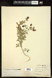 Trifolium aureum image