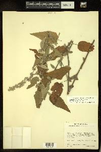 Waltheria bicolor image