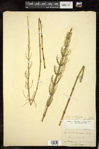 Equisetum fluviatile image