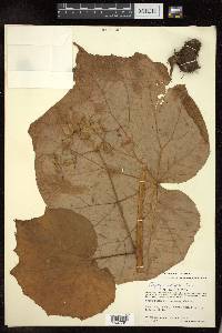 Begonia extranea image