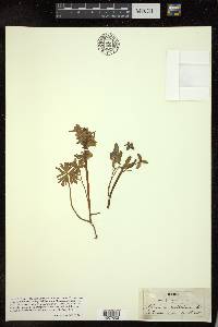 Delphinium tricorne image