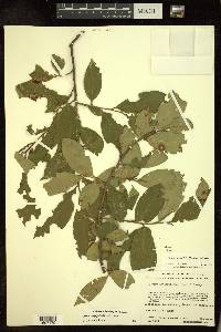 Cleyera integrifolia image