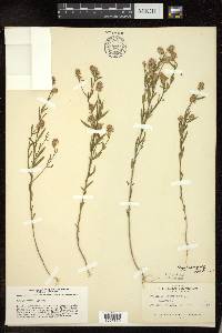 Polygala sanguinea image