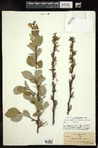 Elaeagnus multiflora image