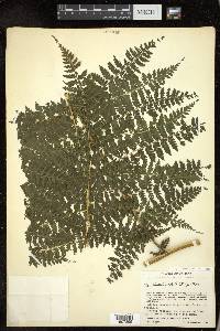 Dennstaedtia distenta image