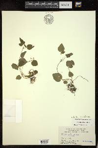 Viola labradorica image