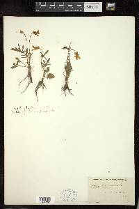 Viola palmata image