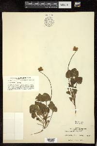 Viola pedunculata image