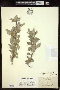 Elaeagnus commutata image