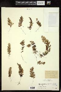 Hymenophyllum exsertum image