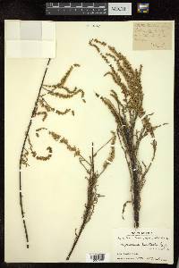 Myricaria bracteata image