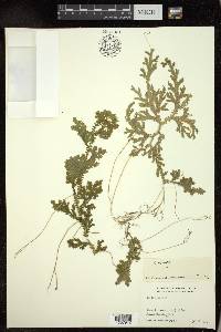 Selaginella monospora image