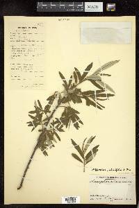 Hippophae salicifolia image