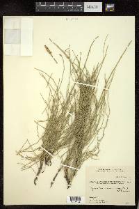 Equisetum ramosissimum image