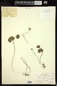 Viola biflora image