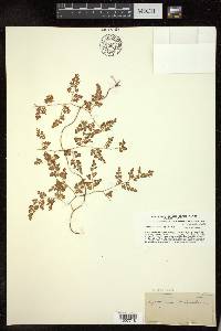 Lygodium japonicum image