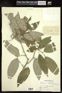 Elaeagnus latifolia image