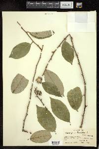 Elaeagnus latifolia image