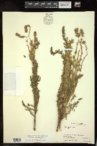Myricaria germanica image