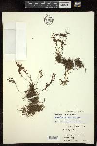 Hymenophyllum polyanthos image