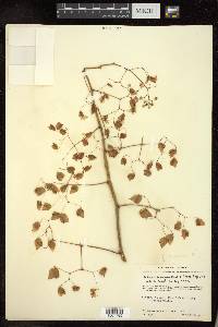 Begonia uruapensis image