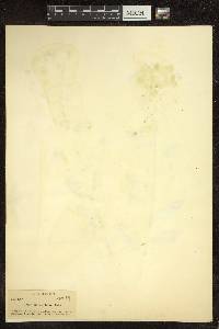 Hypericum nudiflorum image