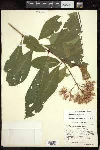 Fuchsia arborescens image