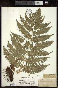 Dryopteris goldieana image